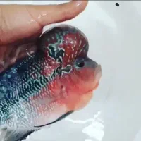 فلاور زد زد گرید بالا وارداتی