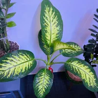 گل وگیاه طبیعی اپارتمانی آماده با گلدان|گل و گیاه طبیعی|اهواز, گلستان|دیوار