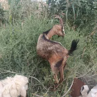 بز ماده