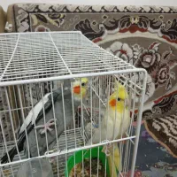 جفت عروس هلندی دستی و سخنگو|پرنده|مشهد, ادیب نیشابوری (شهرک غرب)|دیوار