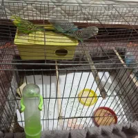 مرغ عشق و لردک