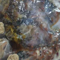 عقیق شجر قاین زمینه خاص|جواهرات|اردبیل, |دیوار