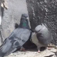 جوجه کبوتر‌سبز