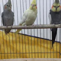 عروس هلندی|پرنده|کبودرآهنگ, |دیوار