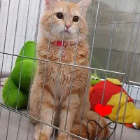 گربه نارنجی رایگان