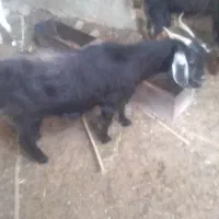 بزوتروشت