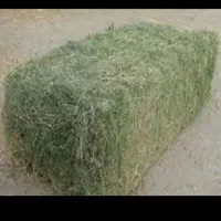 فروش پرس ینجه وجو