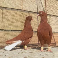 نروماده سرخ دم سفید خونی کاکلی اس اس