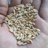 گندم تمیز بوجاری