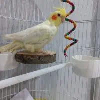 عروس هلندی ماده مست وتخم گذار ۵۰۰ تومان