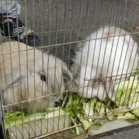 یک جفت خرگوش|موش و خرگوش|تهران, مسعودیه|دیوار