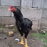 جوجه خروس لاری