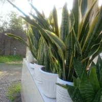 گل سانسوریای ابلق|گل و گیاه طبیعی|سنگر, |دیوار