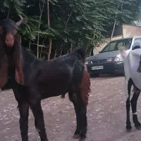 بز پاکستانی اصل