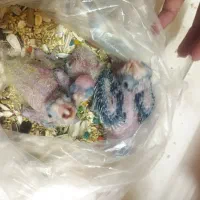 جوجه عروس هلندی