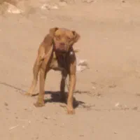 واگزاری میشود|سگ|سبزوار, قصبه شرقی|دیوار