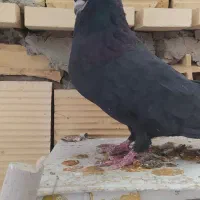 کبوتر|پرنده|شهرضا, |دیوار