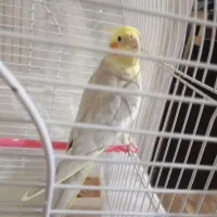 عروس هلندی نر