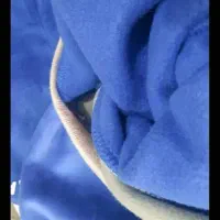 هودی شلوار نو|کفش و لباس بچه|تهران, جوادیه تهرانپارس|دیوار