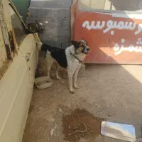 سگ نگهبان