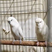 مرغ عشق انگلیسی