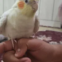 عروس هلندی|پرنده|لامرد, |دیوار