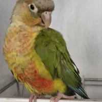 گمشده