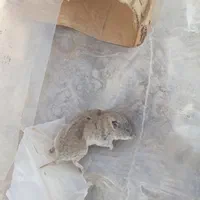 سمپاشی تضمینی سوسک آلمانی،سوسک فاضلاب،ساس،موش|خدمات نظافت|شیراز, زند|دیوار