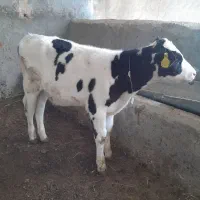 گوساله نر هلشتاین اصل