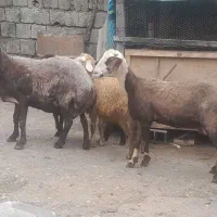 گوسفند میش داشتی وگوشتی|حیوانات مزرعه|قائم‌شهر, |دیوار