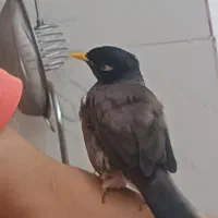 مرغ مینا نر اهلی