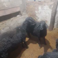 بره نر|حیوانات مزرعه|حسین آباد, |دیوار