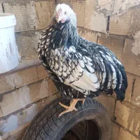 ویاندوت سیلور|حیوانات مزرعه|مشکین‌دشت, |دیوار