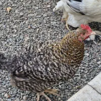 مرغ گلباقالی آمروک تخم گذار جوان