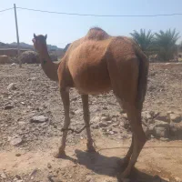 شتر