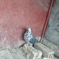 کفتر گرفتنی|پرنده|قم, هفت تیر|دیوار