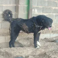 سگ اصفهانی قدرجونی قدریجونی شهرکردی