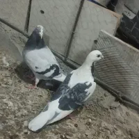 کفتر|پرنده|بیرجند, |دیوار
