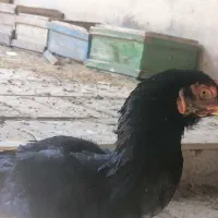 فروش مرغ و خروس لاری 700|حیوانات مزرعه|شیراز, نصر|دیوار