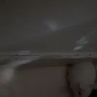 خرگوش نر واگذار میشود|موش و خرگوش|خلخال, |دیوار