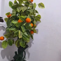 درخچه‌ مصنوعی پرتغال