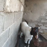 شهرک طالقانی