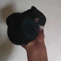 کفتر گم شد هر عزیزی گرفت بده