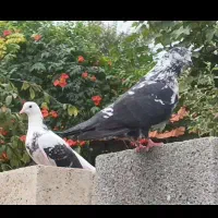 کبوتر جفت