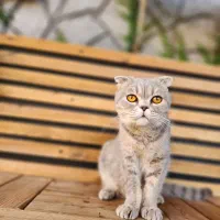 گربه اسکاتیش