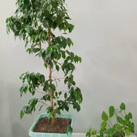 گیاه بنجامین سبز تیره
