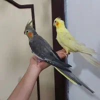 طوطی عروس جفت و مولد و سخنگو|پرنده|سنندج, |دیوار