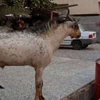 بز نر|حیوانات مزرعه|قلعه قاضی, |دیوار