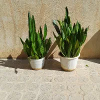 گل سرسبز و پرپشت