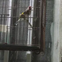 سهره نر جوجه قفس